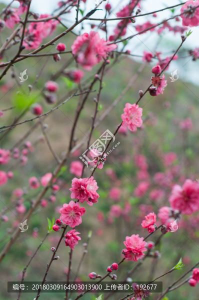 桃花