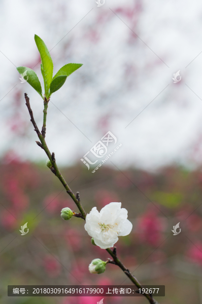 桃花