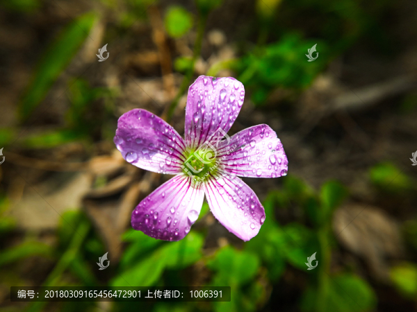 酸漿草花