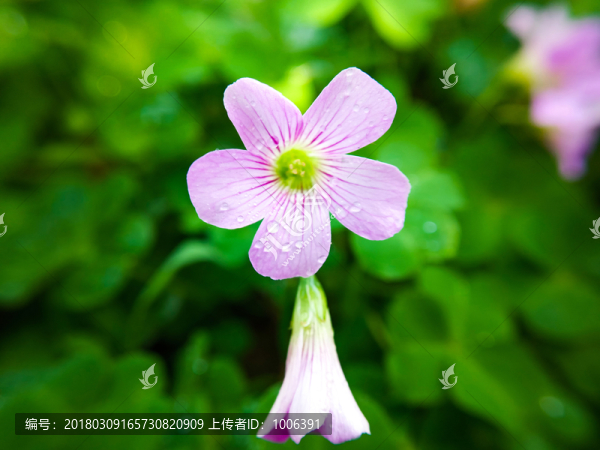 酸漿草花