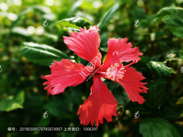 朱槿花