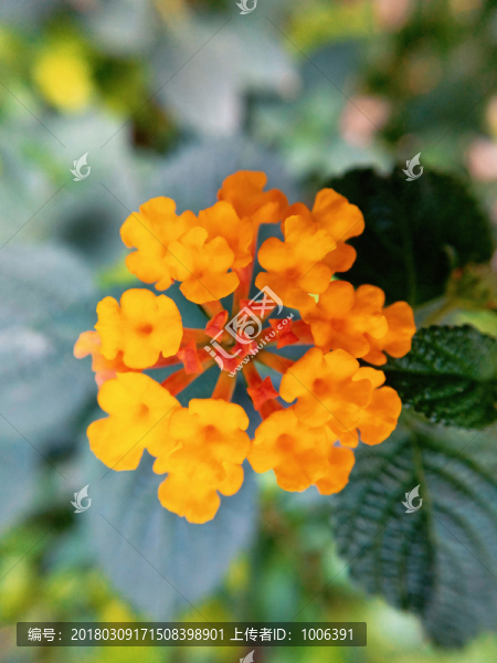 馬纓丹花