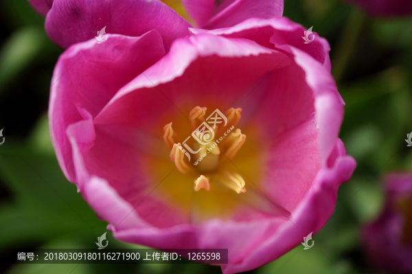 花開