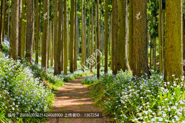 綠樹