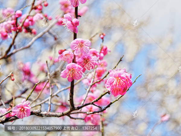 梅花