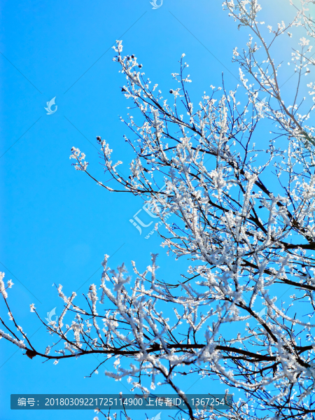 樹枝積雪,冬雪