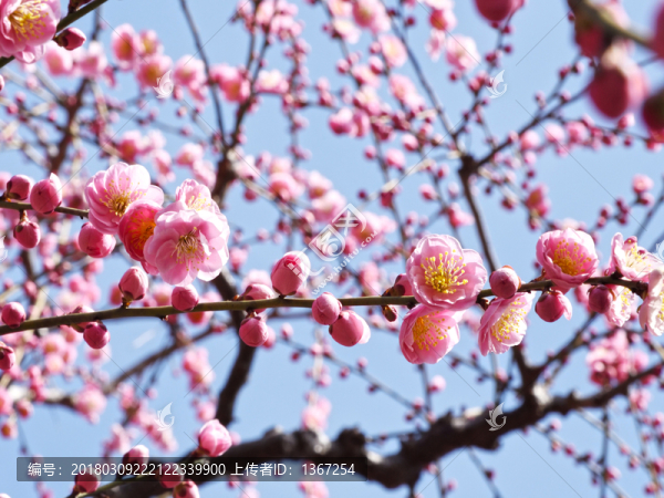 梅花