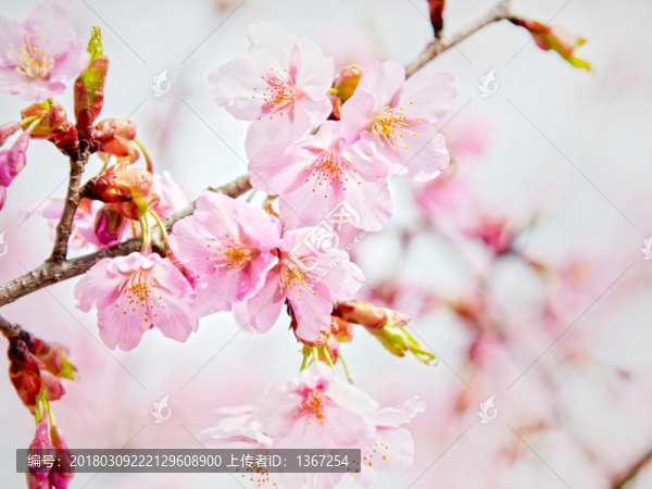 櫻花