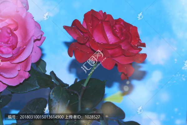 月季