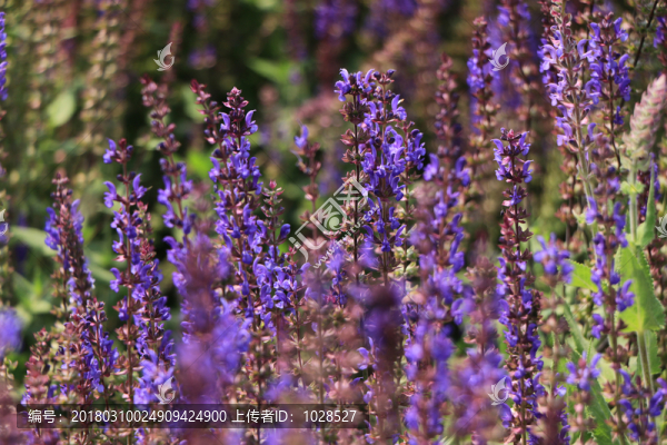 薰衣草