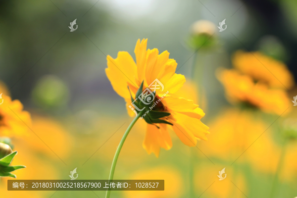 小黃花