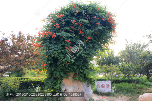 凌霄花