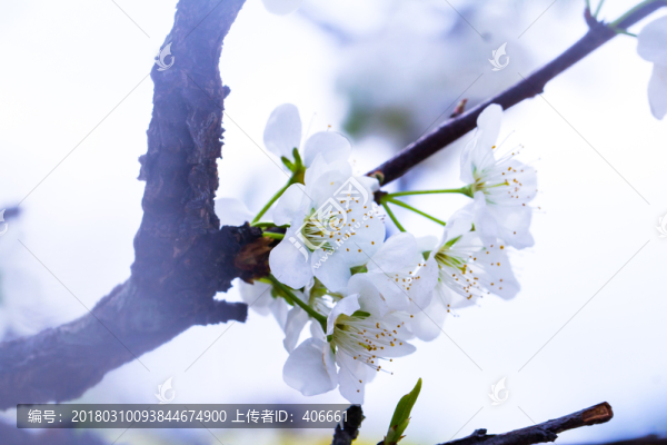 李子花
