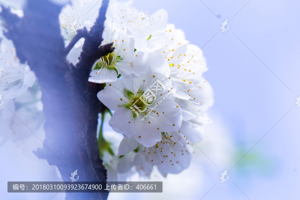 李子花