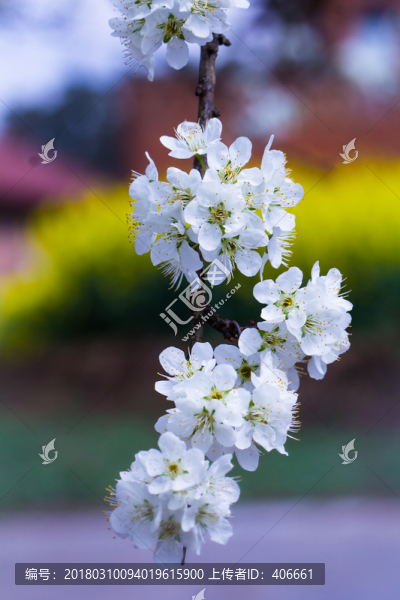 李子花