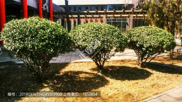 萬年青植物