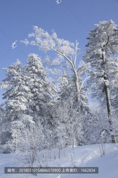 雪鄉(xiāng)風(fēng)景集合白樺林