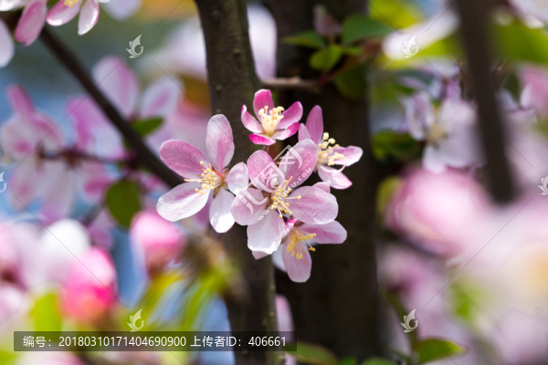 垂絲海棠