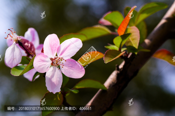 垂絲海棠