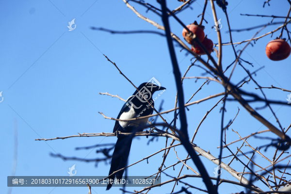 鳥
