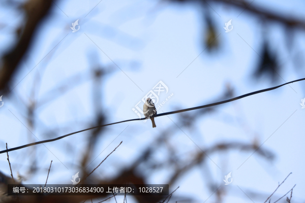 麻雀