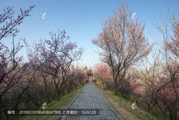 梅花山