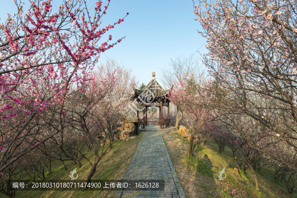 梅花山
