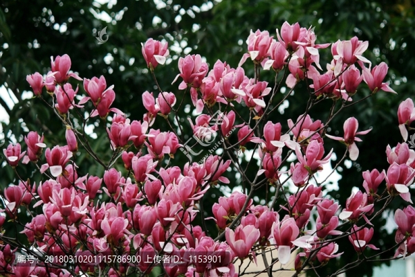 玉蘭花