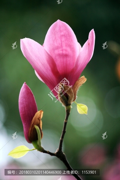 玉蘭花