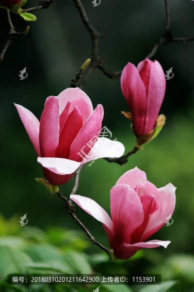 玉蘭花