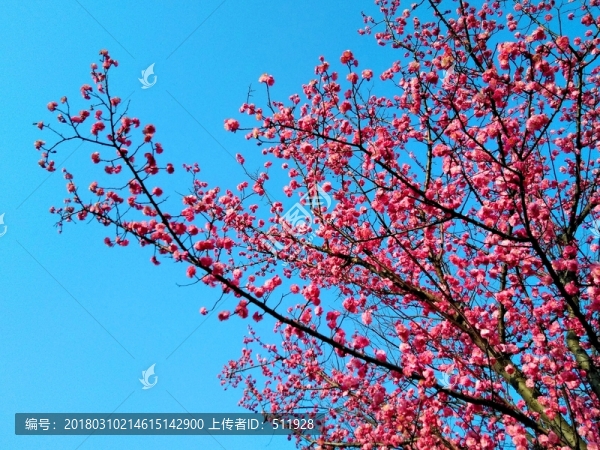 梅花