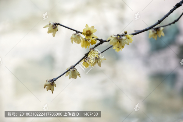 臘梅