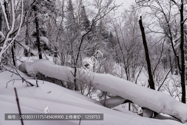 林海雪原,,雪鄉(xiāng)
