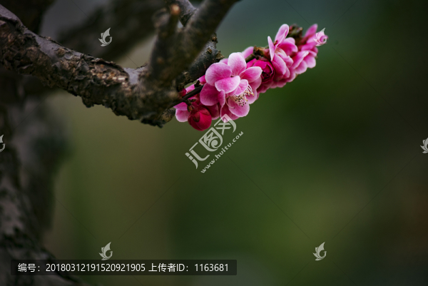 梅花