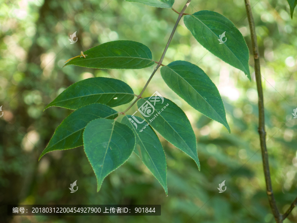 省沽油科植物野鴉椿枝葉
