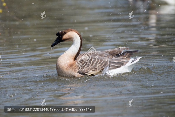 鵝