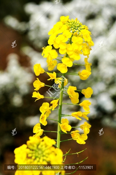 油菜花