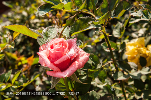 盛開的玫瑰花