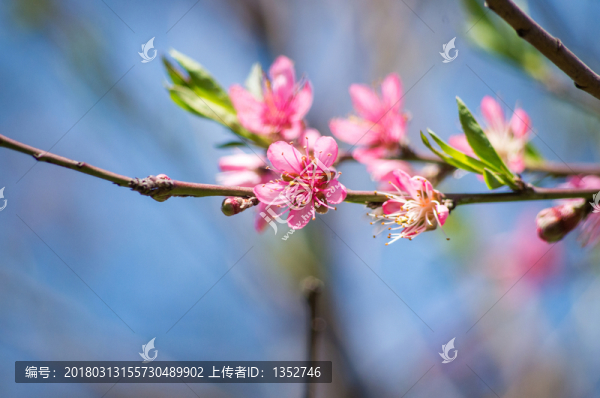 桃花