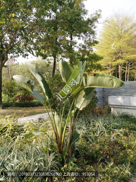 香蕉