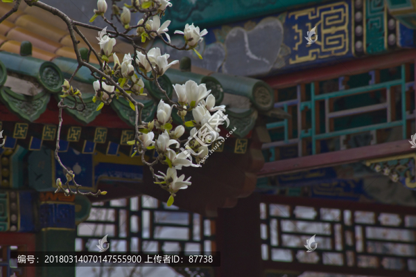 玉蘭花