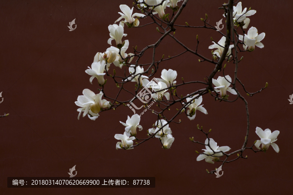玉蘭花