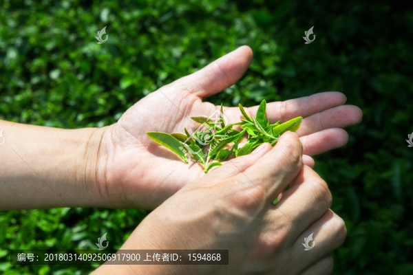 綠茶,茶鮮葉,茶園,茶素材