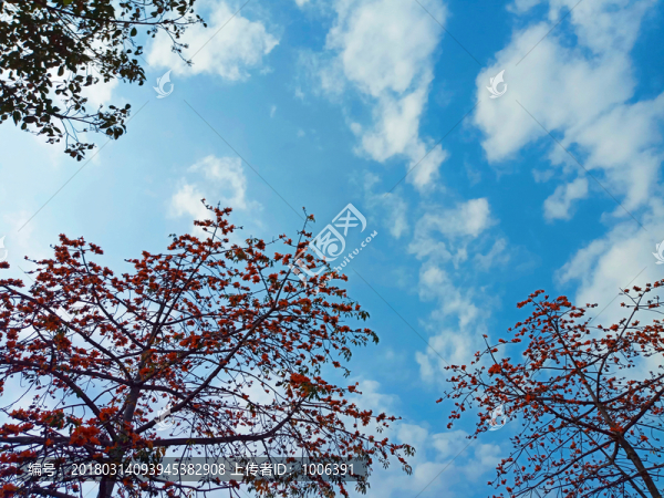 紅棉樹(shù)