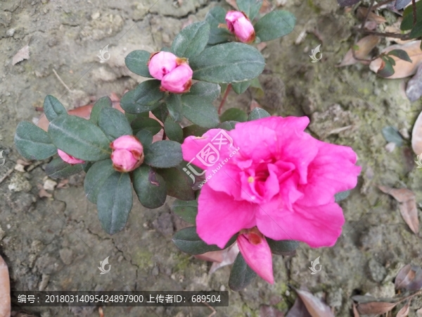 茶花