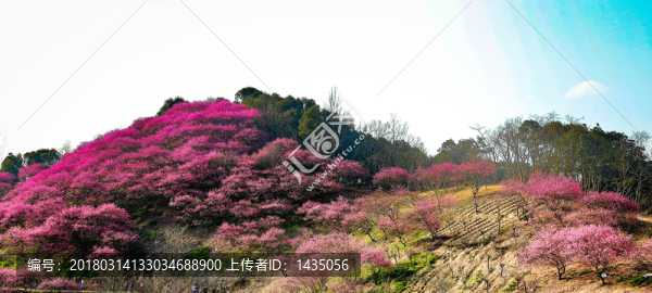 梅花