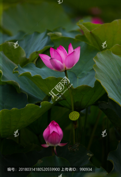 荷花,高清大圖
