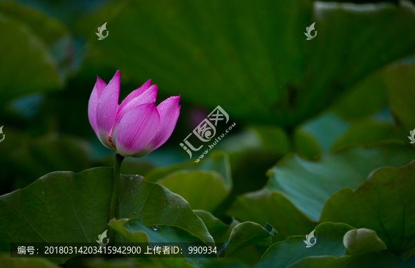 意境荷花,荷花