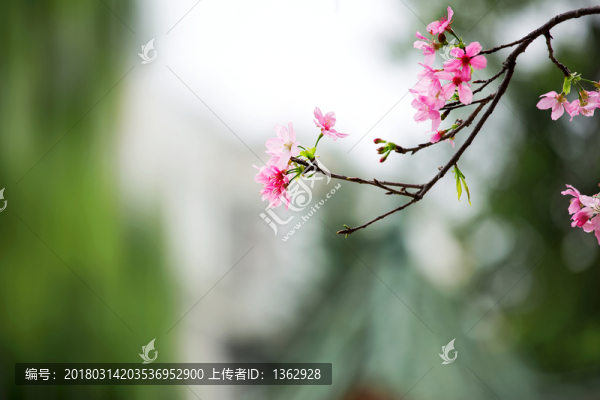 櫻花,廣州櫻