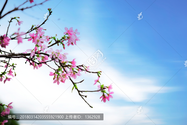 櫻花,廣州櫻